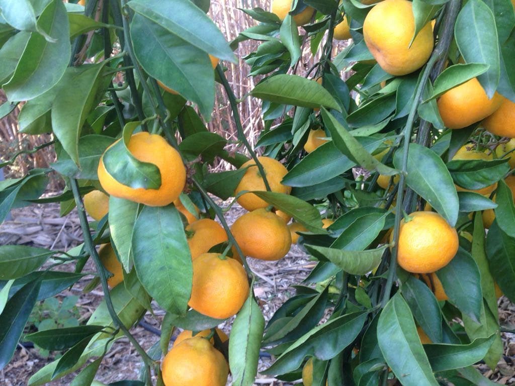 Árbol mandarinas iwasaki Árbo iwasaki